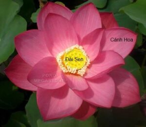 lotus
